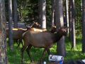 Mule deer moving through the camp.jpg